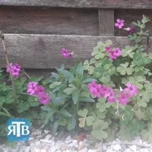 Fleurs Roses qui ont un nom certainement...